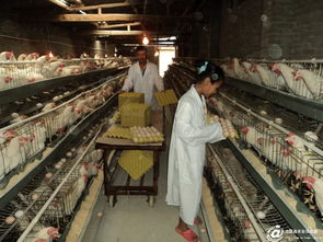 沧源县畜牧渔业饲料销售助力产业健康发展