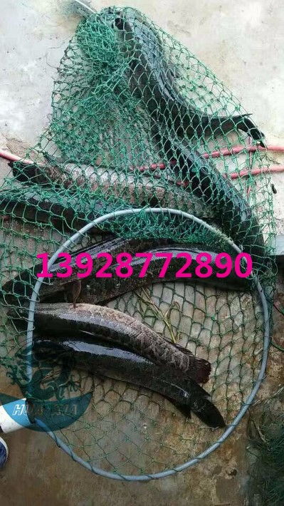 浙江乌鳢鱼苗批发价格实惠，广东华夏渔业航空助力高效运输