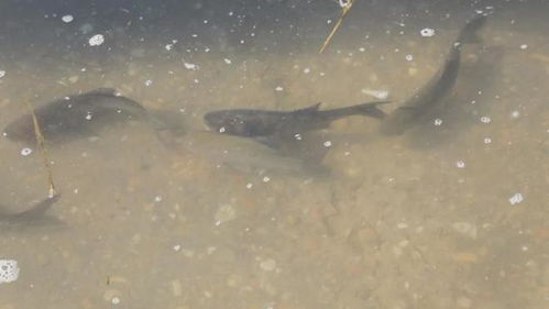 巩留县举行2025年渔业资源增殖放流活动 助力生态保护与产业发展