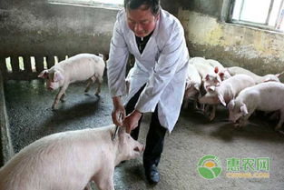 中草药饲料添加剂 引领畜牧养殖新技术的绿色变革