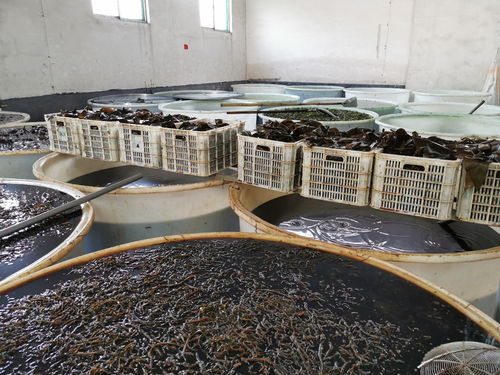 瑞江食品厂广纳贤才 诚聘车间男女工与饲料销售精英