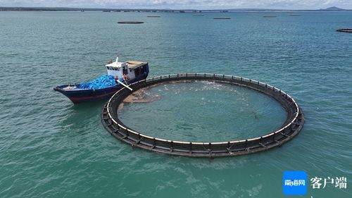 闯出精彩 临高渔民敢闯敢试，向深海养殖进军